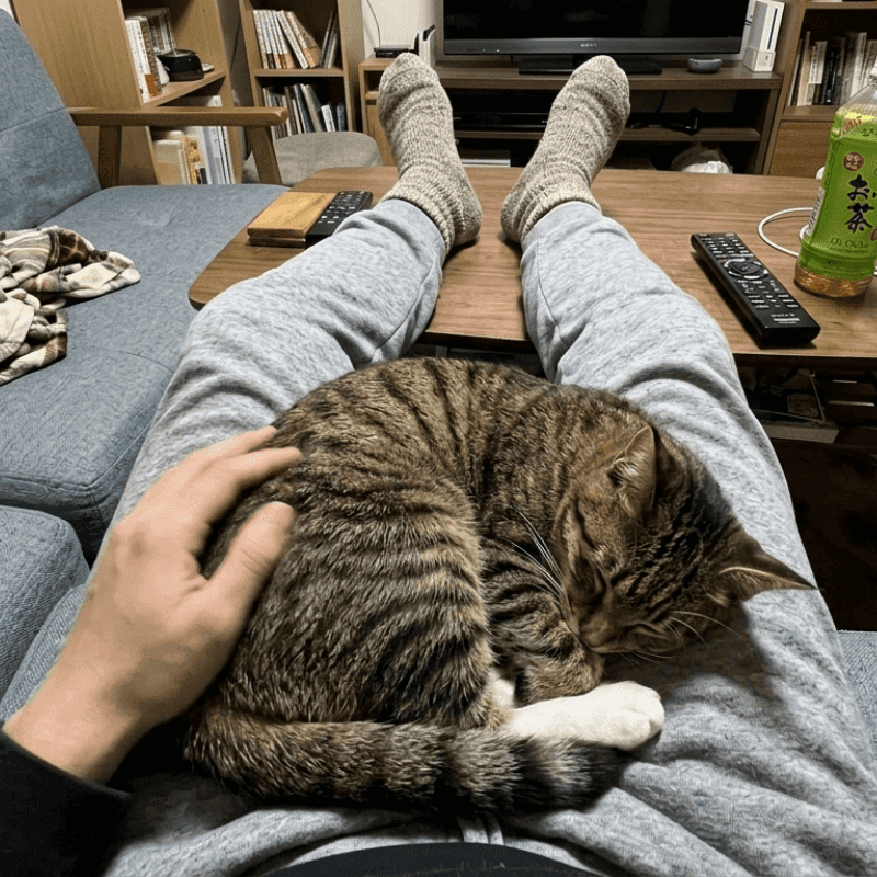Cat photo 6